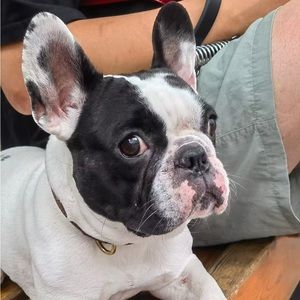 Meet your Posher, Pandora